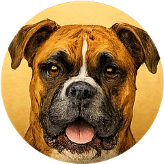 Boxer avatar