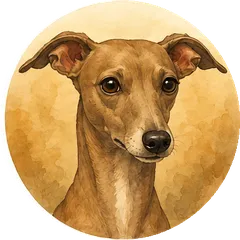 Greyhound avatar
