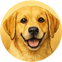 Labrador avatar